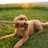 How to Choose the Right Golden Doodle Puppy for Your Family