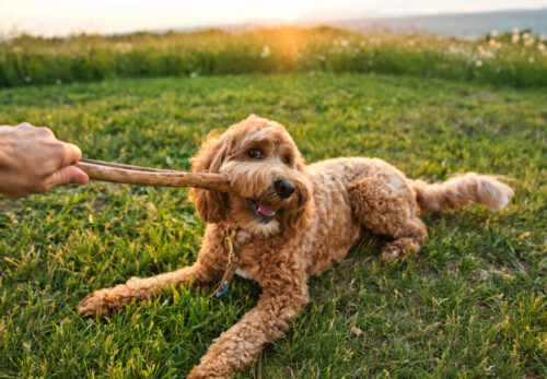 How to Choose the Right Golden Doodle Puppy for Your Family