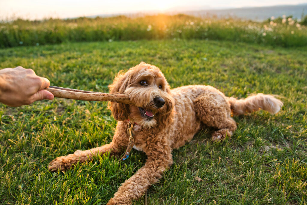 How to Choose the Right Golden Doodle Puppy for Your Family