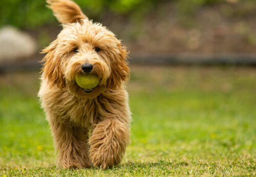 5 Reasons Golden Doodles Are the Perfect Family Dogs