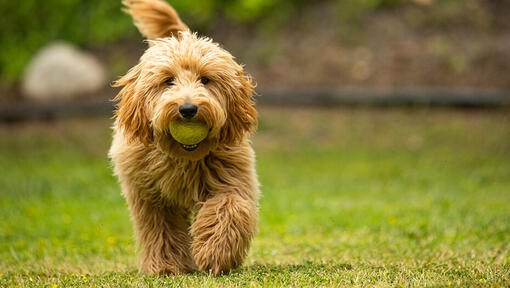 5 Reasons Golden Doodles Are the Perfect Family Dogs