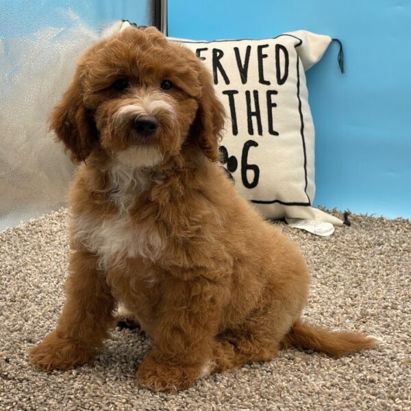 Evalyn – Miniature Female Golden Doodle (F1B) – Apricot – 11 Weeks Old - Image 5