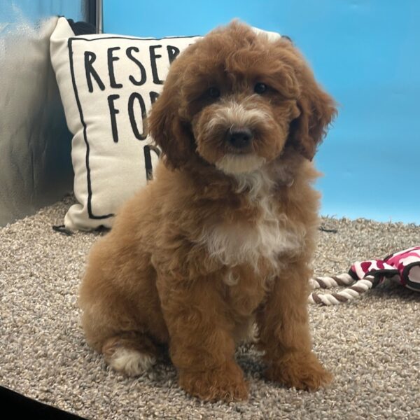 Evalyn – Miniature Female Golden Doodle (F1B) – Apricot – 11 Weeks Old - Image 4