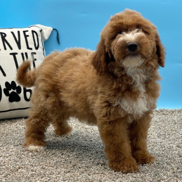 Evalyn – Miniature Female Golden Doodle (F1B) – Apricot – 11 Weeks Old - Image 3