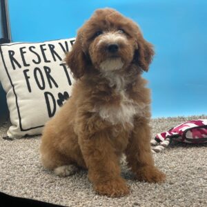 Evalyn – Miniature Female Golden Doodle (F1B) – Apricot – 11 Weeks Old