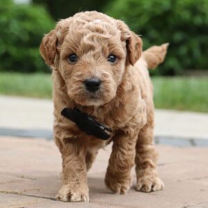 Miniature Male Golden Doodle Puppy for Sale – Murphy (Red, 7 Weeks Old, F1B)