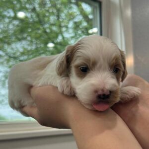 🐾 Female Golden Doodle for Sale (Nemo) – Miniature F1B | Apricot & White |