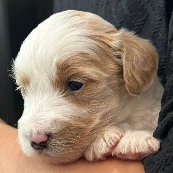 🐾 Female Golden Doodle for Sale (Nemo) – Miniature F1B | Apricot & White | - Image 4