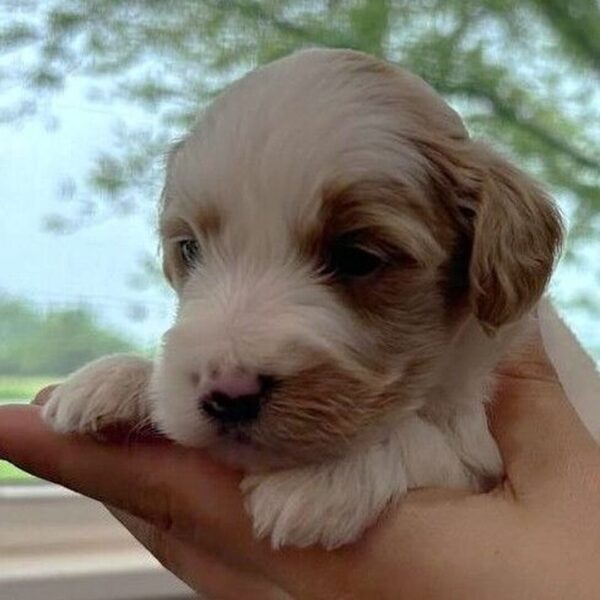 🐾 Female Golden Doodle for Sale (Nemo) – Miniature F1B | Apricot & White | - Image 3