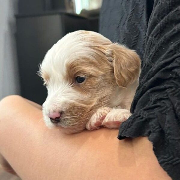 🐾 Female Golden Doodle for Sale (Nemo) – Miniature F1B | Apricot & White | - Image 2