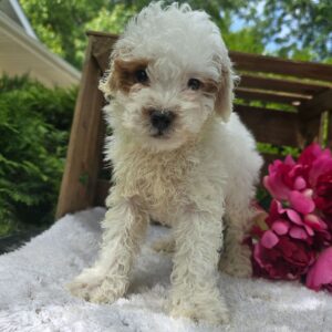 🐾 Male Golden Doodle for Sale (Terry)