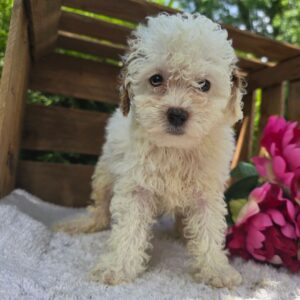 Miniature Female Golden Doodle Puppy for Sale – Pepper (Red & White, 10 Weeks Old, ICA Registered)