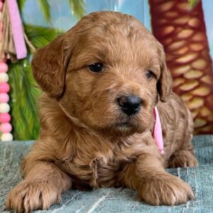 🐾 Female Golden Doodle for Sale (Gabby) – Miniature F1B | Red Coat |