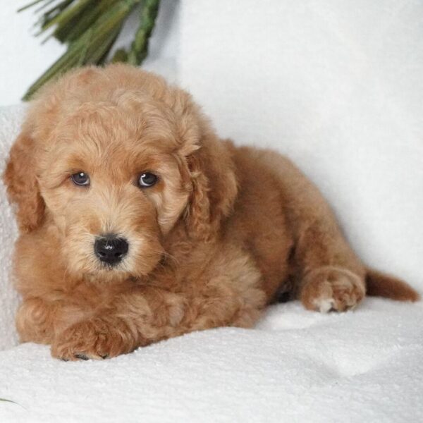 🐾 Sabrina – Female Golden Doodle Puppy (F2, Red Coat, Medium Size) - Image 4