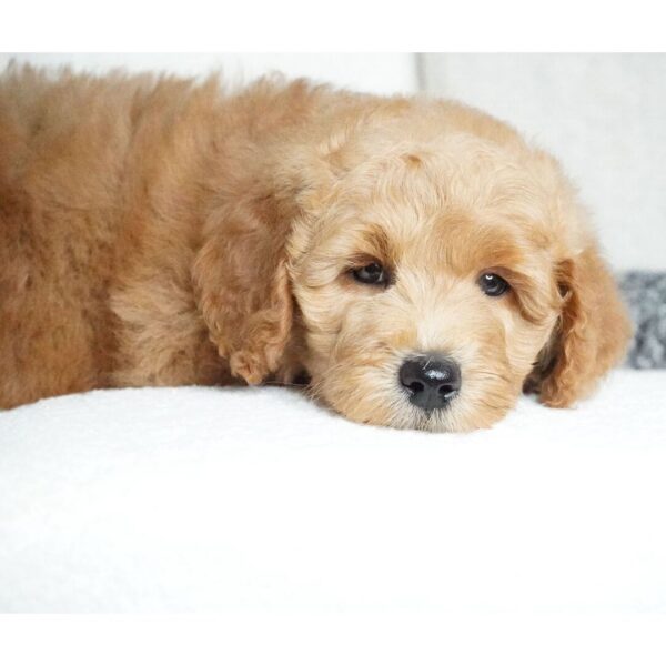 🐾 Sabrina – Female Golden Doodle Puppy (F2, Red Coat, Medium Size) - Image 3