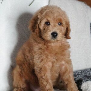 🐾 Sabrina – Female Golden Doodle Puppy (F2, Red Coat, Medium Size)