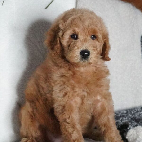 🐾 Sabrina – Female Golden Doodle Puppy (F2, Red Coat, Medium Size)