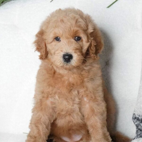 🐾 Sabrina – Female Golden Doodle Puppy (F2, Red Coat, Medium Size) - Image 2