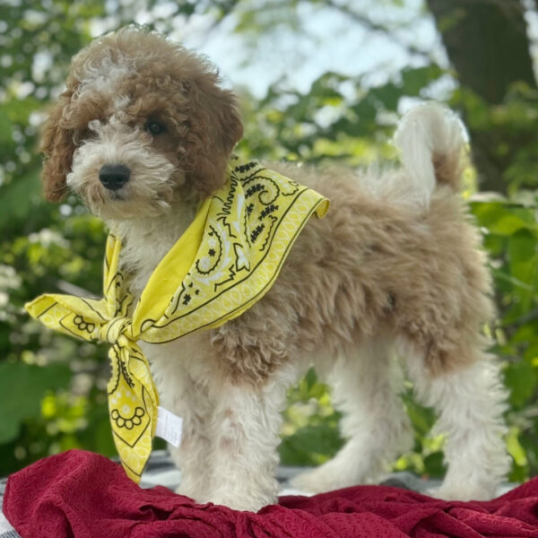 🐾 Male Golden Doodle for Sale (Bunny) – Miniature | Red & White Coat | 12 Weeks Old - Image 2