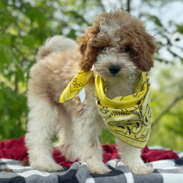 🐾 Male Golden Doodle for Sale (Bunny) – Miniature | Red & White Coat | 12 Weeks Old - Image 4
