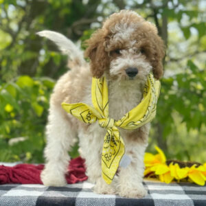 🐾 Male Golden Doodle for Sale (Bunny) – Miniature | Red & White Coat | 12 Weeks Old