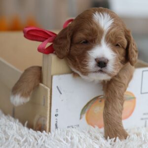 🐾 Female Golden Doodle for Sale (Winifred) – Miniature F1B | Red Coat |