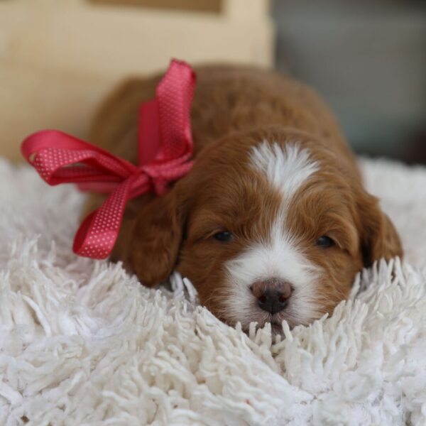 🐾 Female Golden Doodle for Sale (Winifred) – Miniature F1B | Red Coat | - Image 2