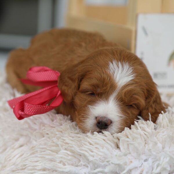 🐾 Female Golden Doodle for Sale (Winifred) – Miniature F1B | Red Coat | - Image 5