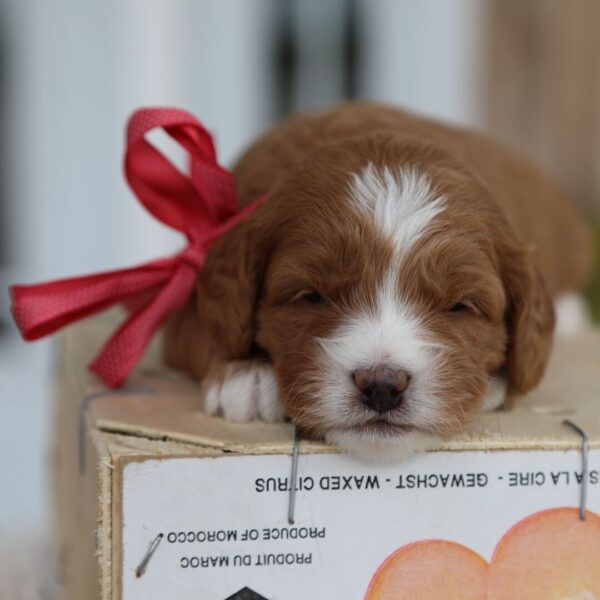 🐾 Female Golden Doodle for Sale (Winifred) – Miniature F1B | Red Coat | - Image 3