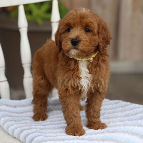 🐾 Male Golden Doodle for Sale (Jeremy) – Miniature F1B | Red Coat - Image 3