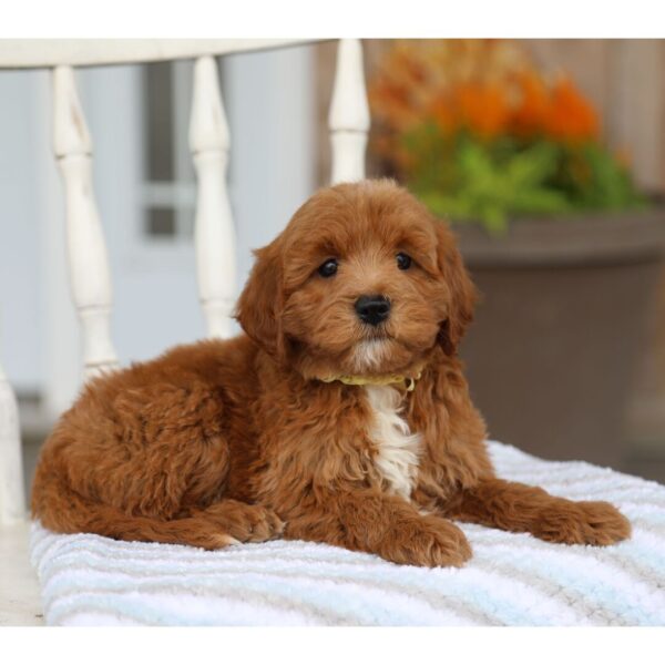 🐾 Male Golden Doodle for Sale (Jeremy) – Miniature F1B | Red Coat - Image 4