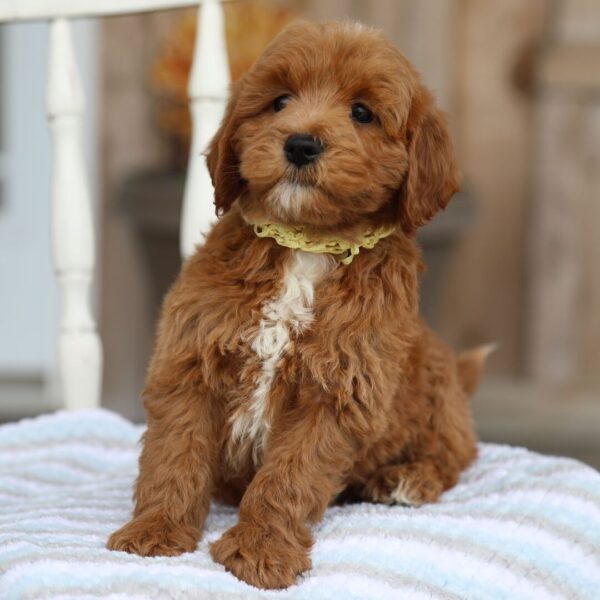 🐾 Male Golden Doodle for Sale (Jeremy) – Miniature F1B | Red Coat - Image 2