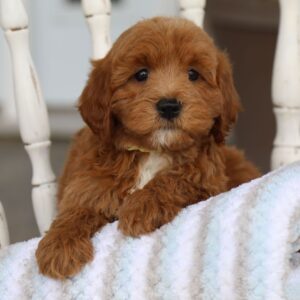 🐾 Male Golden Doodle for Sale (Jeremy) – Miniature F1B | Red Coat