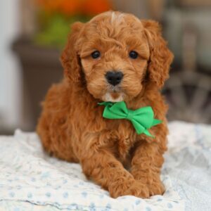 🐾 Male Golden Doodle for Sale (Houston) – Miniature F1B | Red Coat |