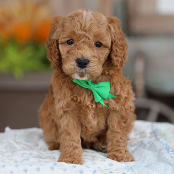 🐾 Male Golden Doodle for Sale (Houston) – Miniature F1B | Red Coat | - Image 4