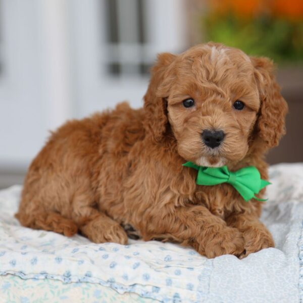 🐾 Male Golden Doodle for Sale (Houston) – Miniature F1B | Red Coat | - Image 3