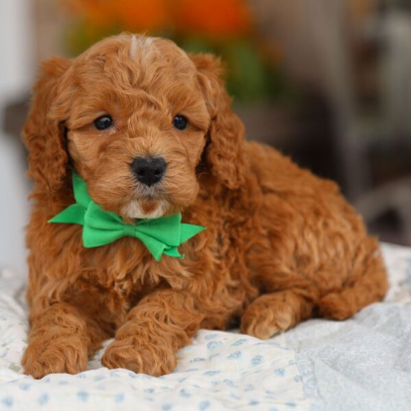 🐾 Male Golden Doodle for Sale (Houston) – Miniature F1B | Red Coat | - Image 2