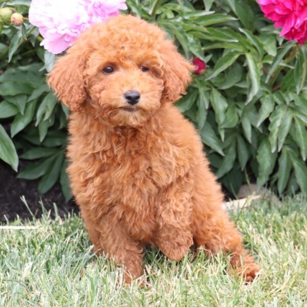 🐾 Golden Doodle For Sale (Nola) – Miniature F1B Female | Red Coat | 12 Weeks Old - Image 3