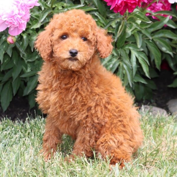 🐾 Golden Doodle For Sale (Nola) – Miniature F1B Female | Red Coat | 12 Weeks Old - Image 4
