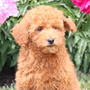 🐾 Golden Doodle For Sale (Nola) – Miniature F1B Female | Red Coat | 12 Weeks Old