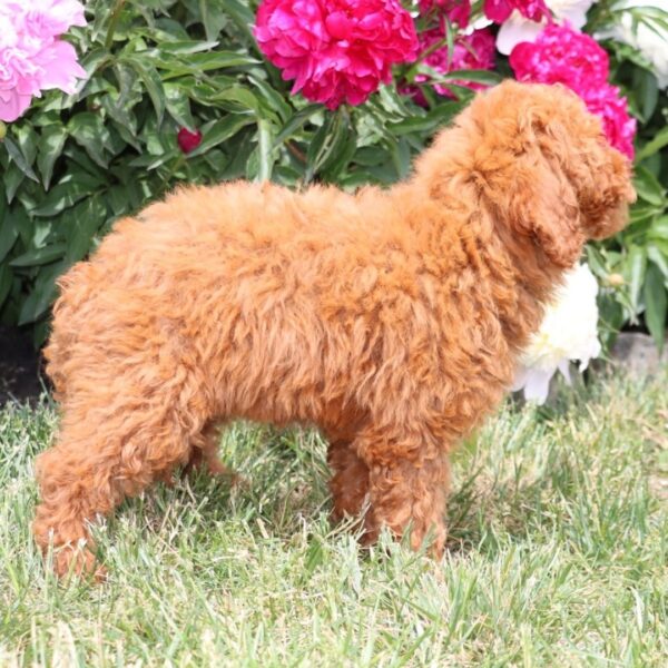 🐾 Golden Doodle For Sale (Nola) – Miniature F1B Female | Red Coat | 12 Weeks Old - Image 2
