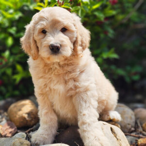 🐶 Male Golden Doodle for Sale (Aiden) – Standard F1B | Cream Coat | 10 Weeks Old