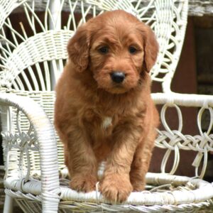 🐾 Female Golden Doodle for Sale (Twinkle Paws) – Standard F1 | Apricot Coat | Family-Raised