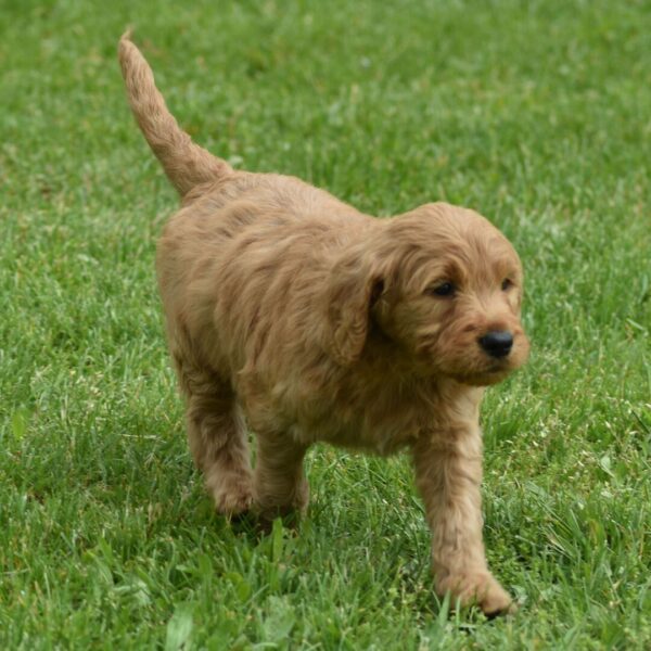 🐾 Male Golden Doodle for Sale (Tango) – Standard F1 | Apricot Coat | 7 Weeks Old - Image 3