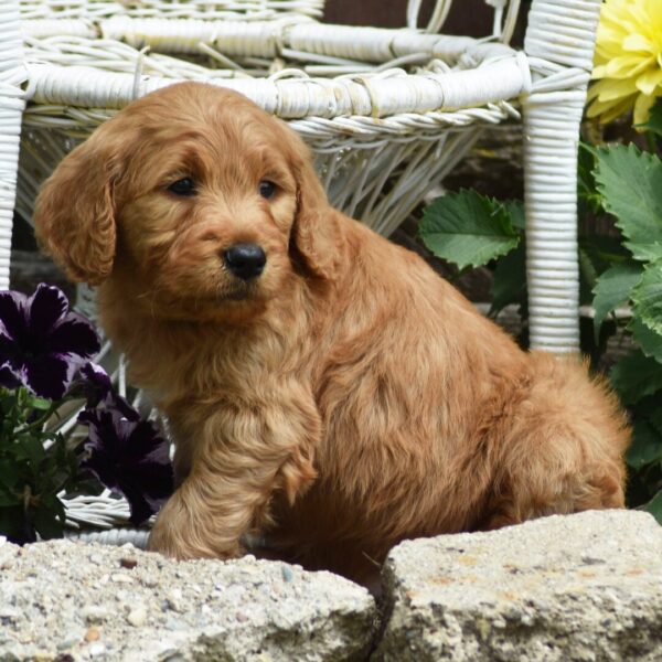 🐾 Male Golden Doodle for Sale (Tango) – Standard F1 | Apricot Coat | 7 Weeks Old - Image 2