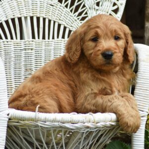 🐾 Male Golden Doodle for Sale (Tango) – Standard F1 | Apricot Coat | 7 Weeks Old
