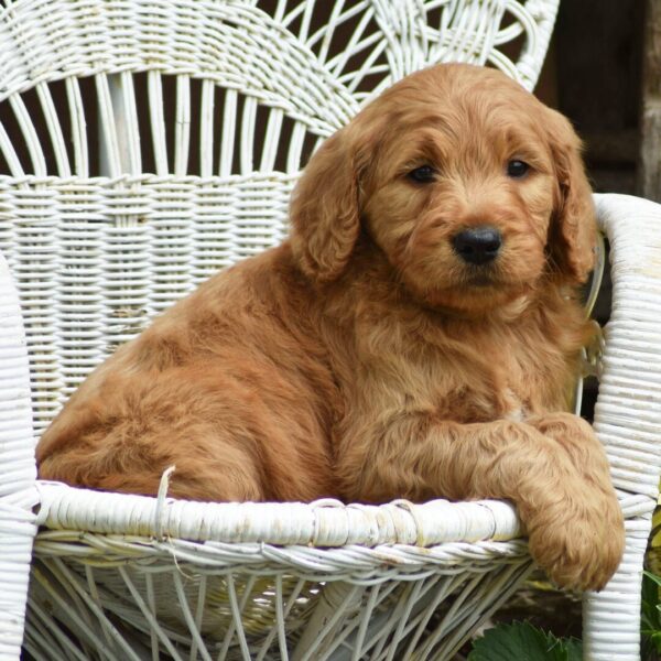🐾 Male Golden Doodle for Sale (Tango) – Standard F1 | Apricot Coat | 7 Weeks Old