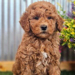 🐾 Male Golden Doodle for Sale (Keaton) – Miniature F1B | Red Coat | Family-Raised