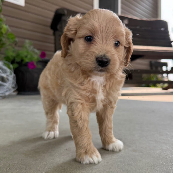 🐾 Female Golden Doodle for Sale (Vivia) – Miniature F1B | Apricot Coat | ICA Registered - Image 3