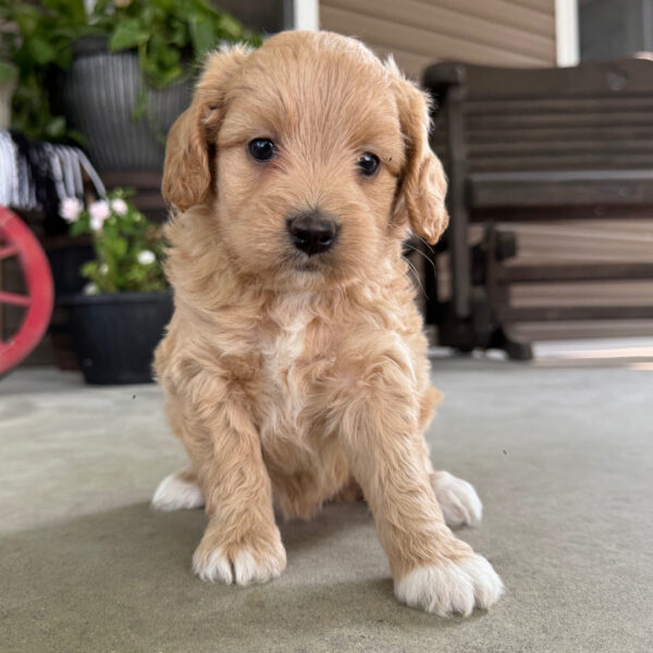 🐾 Female Golden Doodle for Sale (Vivia) – Miniature F1B | Apricot Coat | ICA Registered - Image 2